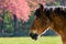 Horse in a colourfull field