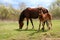 Horse and colt on green meadow