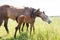 Horse with colt in pasture