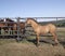 Horse and colt in pens