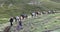 Horse convoy carrying luggage on Caucasus mountain path in Stepantsminda