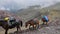 Horse convoy carrying luggage on Caucasus mountain path in Stepantsminda