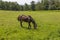 The horse in the corral on the green grass grazes. In the background are trees and blue sky