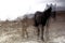 A horse in the countryside of Carmona