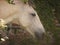 Horse in countryside environment, Linares, Chile. Nature photography