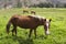 Horse in countryside in Peruvian Andes.