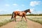 Horse crossing country road on sunny day