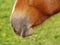 Horse detail (36)
