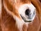 Horse detail (85) nose and nostrils