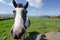 Horse in dingle,kerry,Ireland