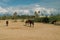 Horse with Djerba