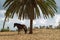 Horse with Djerba