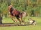 Horse and dog play together