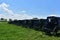 Horse Drawn Buggies Parked on a Farm in a Field