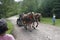 Horse drawn carriage, Apuseni Mountains, Romania
