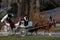 Horse-Drawn Carriage in Central Park