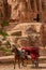 Horse drawn carriage at Petra, Jordan