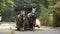 A horse drawn carriage in Stanley Park