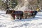 Horse drawn carriage in winter: Steam in the morning sun, Austria