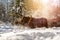 Horse drawn carriage in winter: Steam in the morning sun, Austria