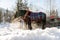 Horse drawn carriage in winter: Steam in the morning sun, Austria