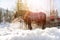 Horse drawn carriage in winter: Steam in the morning sun, Austria