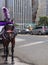 Horse-Drawn Carriages, Horse Wearing Blinkers and Plume Feather, Midtown, Manhattan, NYC, NY, USA