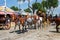 Horse drawn carriages at the Seville Fair.