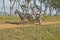 Horse drawn cart and three people traveling through countryside of central Cuba