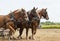 Horse-drawn farming demonstrations