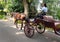 Horse drawn Open Carriage