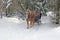 Horse drawn sleigh in Vermont winter snow