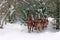 Horse drawn sleigh in winter snow by Belgian Draft Horses 