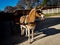 Horse drawn wagon with a tan colored horse