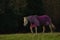 Horse dressed in pink, wandering across his field