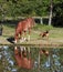 Horse drinking from pond