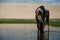 Horse drinking in a pond. Jericoacoara, Brazil