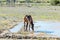 Horse drinking toxic water from tailings dam burst, Jagersfontein