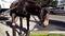 Horse drinking water horse drawn cab New Orleans Louisiana