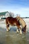 Horse Drinking Water from Melted Snow