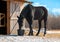 The horse is drinking a water from the plastic bucket near its stable in outdoors in winter