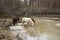 Horse drinking water by the river