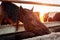 Horse drinking water in stable. Farming in countryside