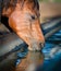 Horse drinks a water.