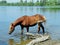 A horse drinks water in a pond