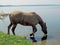 A horse drinks water in a pond. Beautiful blue water of the reservoir