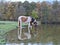 Horse drinks a water from small lake. Heart mark on a fur