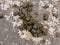 Horse dung close-up for background, detailed, on the dirt horseback trails through trees on the Yellow Fork and Rose Canyon Trails