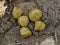 Horse dung close-up for background, detailed, on the dirt horseback trails through trees on the Yellow Fork and Rose Canyon Trails