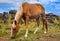 Horse in easter island field